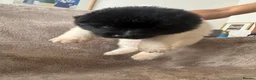 Akita dogs for sale: Beautiful Chunky American Akita Puppies - Advert 3