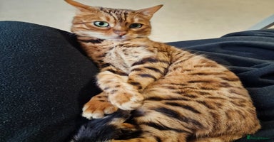 Bengal cats - Advert 6