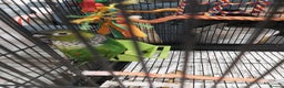 Conures birds for sale: Dna black capped conure tame female - Advert 3