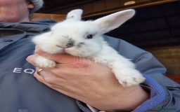 Mini Lop rabbits for sale: Gorgeous Mini Lop X Rex Kits  - Advert 10