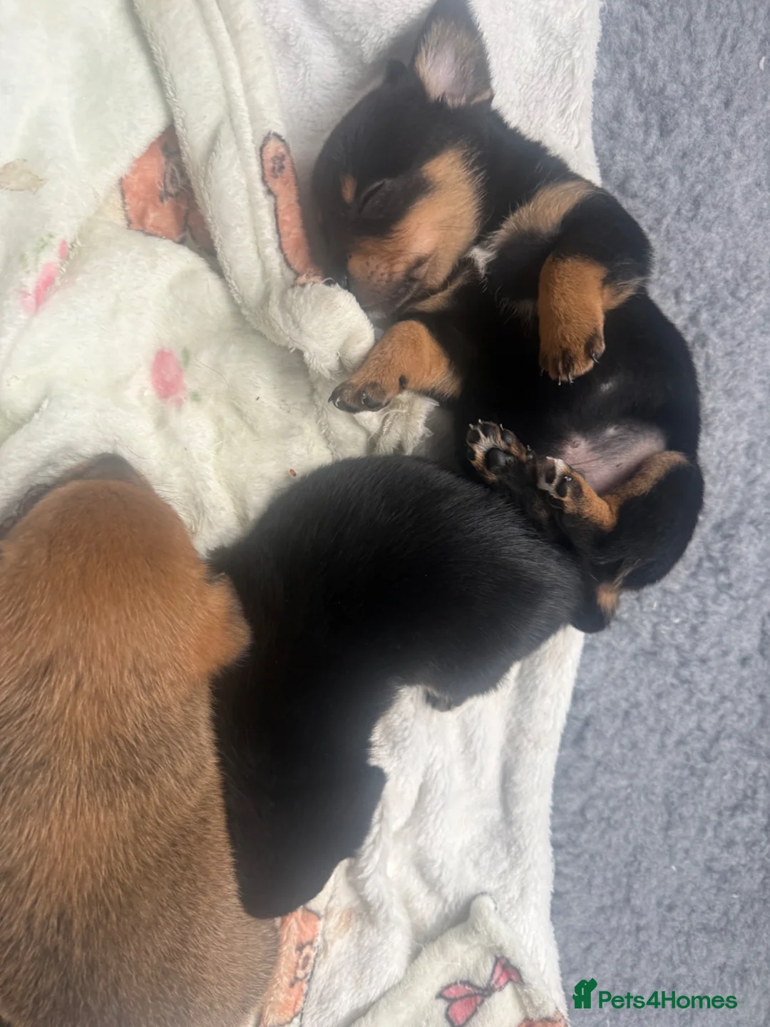 Mixed Breed dogs for sale: Dameranians  - Advert 2