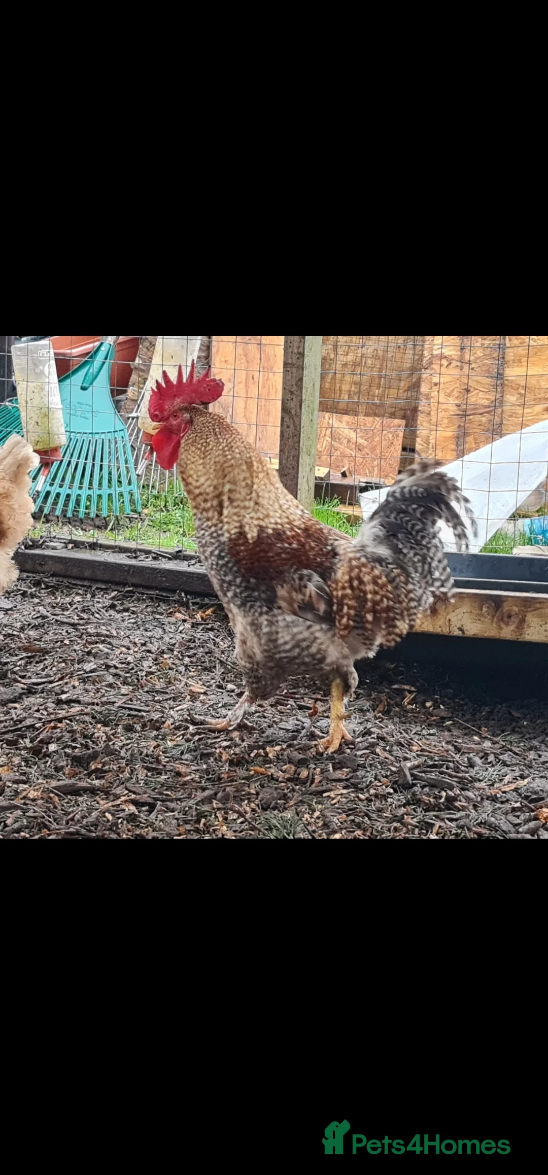 Mixed Breed poultry for sale: Two beautiful cockerels looking for new home. - Advert 4