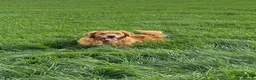 Golden Retriever dogs for stud: Harvey - KC Registered Red Golden Retriever - Advert 2