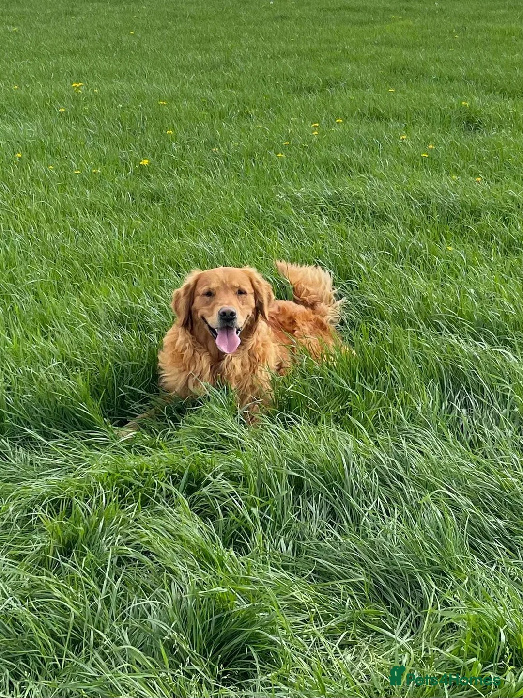 Golden Retriever dogs for stud: Harvey - KC Registered Red Golden Retriever - Advert 2