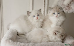 Ragdoll cats for sale: Amazing Ragdoll kittens - Image 14