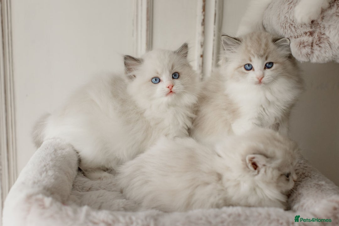 Ragdoll cats for sale: Amazing Ragdoll kittens - Image 14