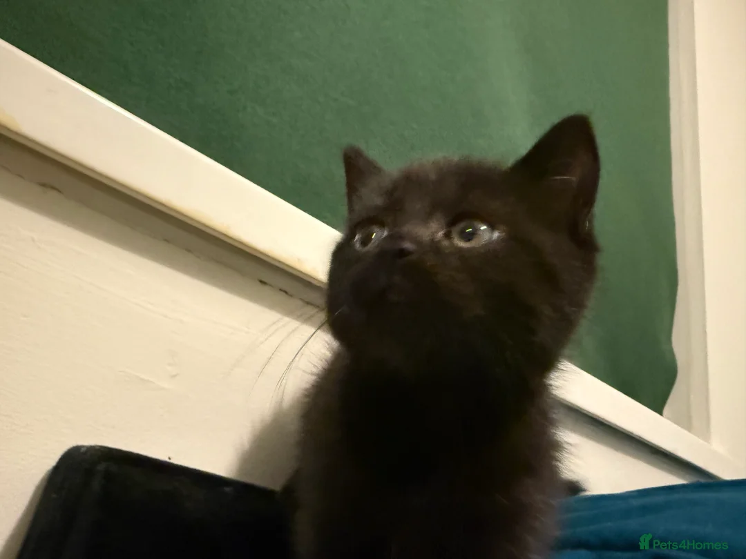 Mixed Breed cats for sale: Tuxedo, tabby and British shorthair mix - Advert 2