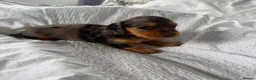 Miniature Dachshund dogs for sale: Outstanding litter of miniature sausage dogs  - Advert 7