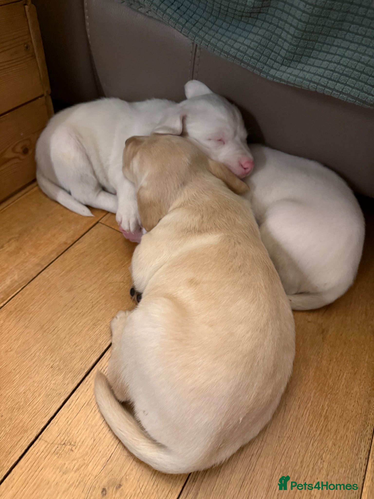 Springador dogs Adorable Yellow Labrador puppies.  - Advert 1