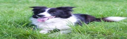 Border Collie dogs for sale: TRAINED BORDER COLLIE DOG BRED FOR TEMPERAMENT - Advert 4