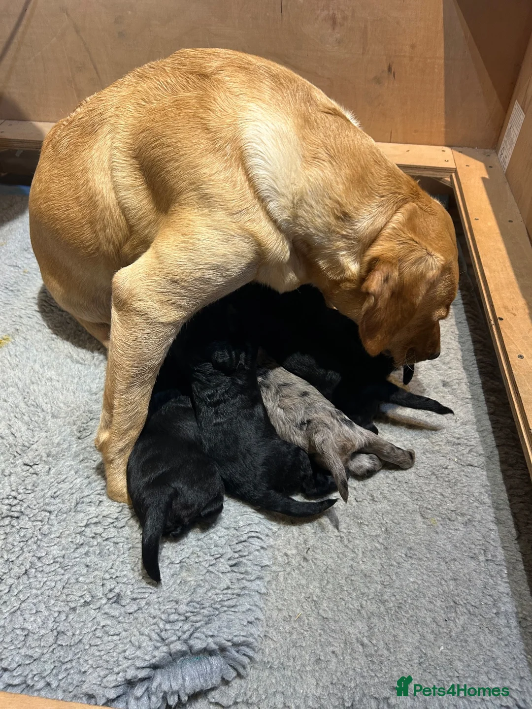 Labradoodle dogs for sale: Mini Labradoodles F1: Black & Blue Merle  in Thirsk - Advert 2