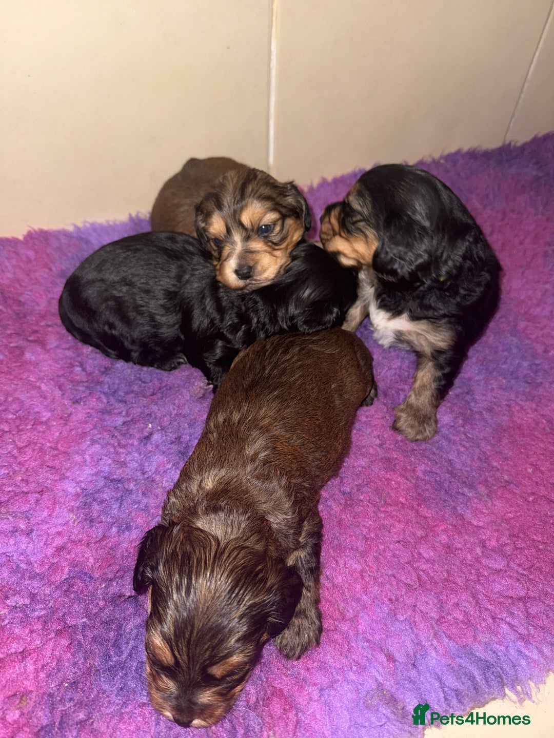 Mixed Breed dogs for sale: Corkiepoo puppies for sale 🐶 - Advert 6