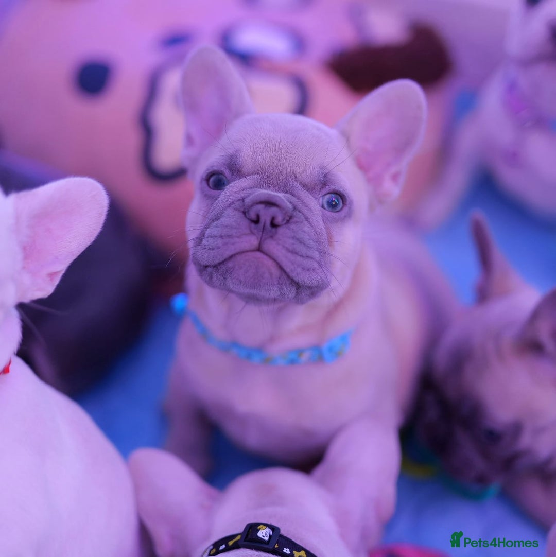 French Bulldog dogs for sale: KC French Bulldog Ready Now ! - Image 10