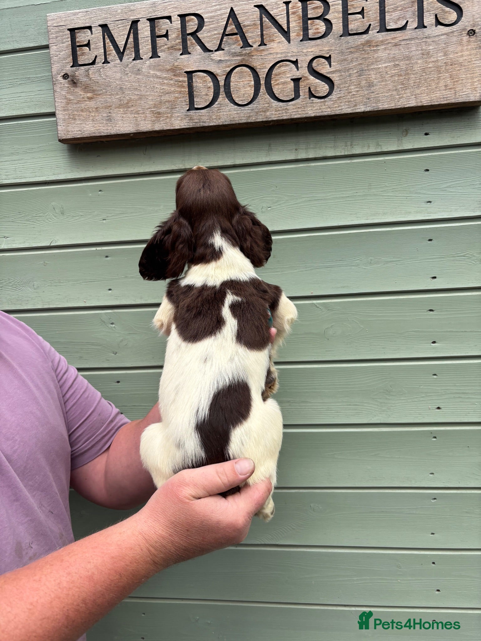 English Springer Spaniel dogs Kc springer spaniel Dog pup  - Advert 2