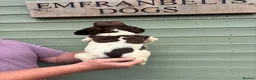 English Springer Spaniel dogs for sale: Kc springer spaniel Dog pup  - Advert 2