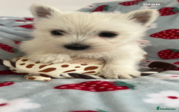 West Highland Terrier dogs for sale: Westie puppies available  - Image 4