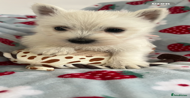 West Highland Terrier dogs - Advert 5