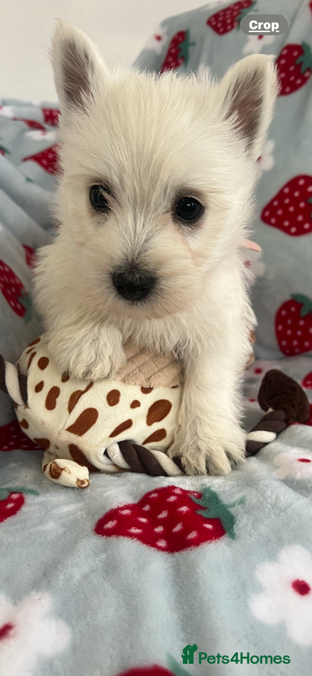West Highland Terrier dogs for sale: Westie puppies available  - Image 4