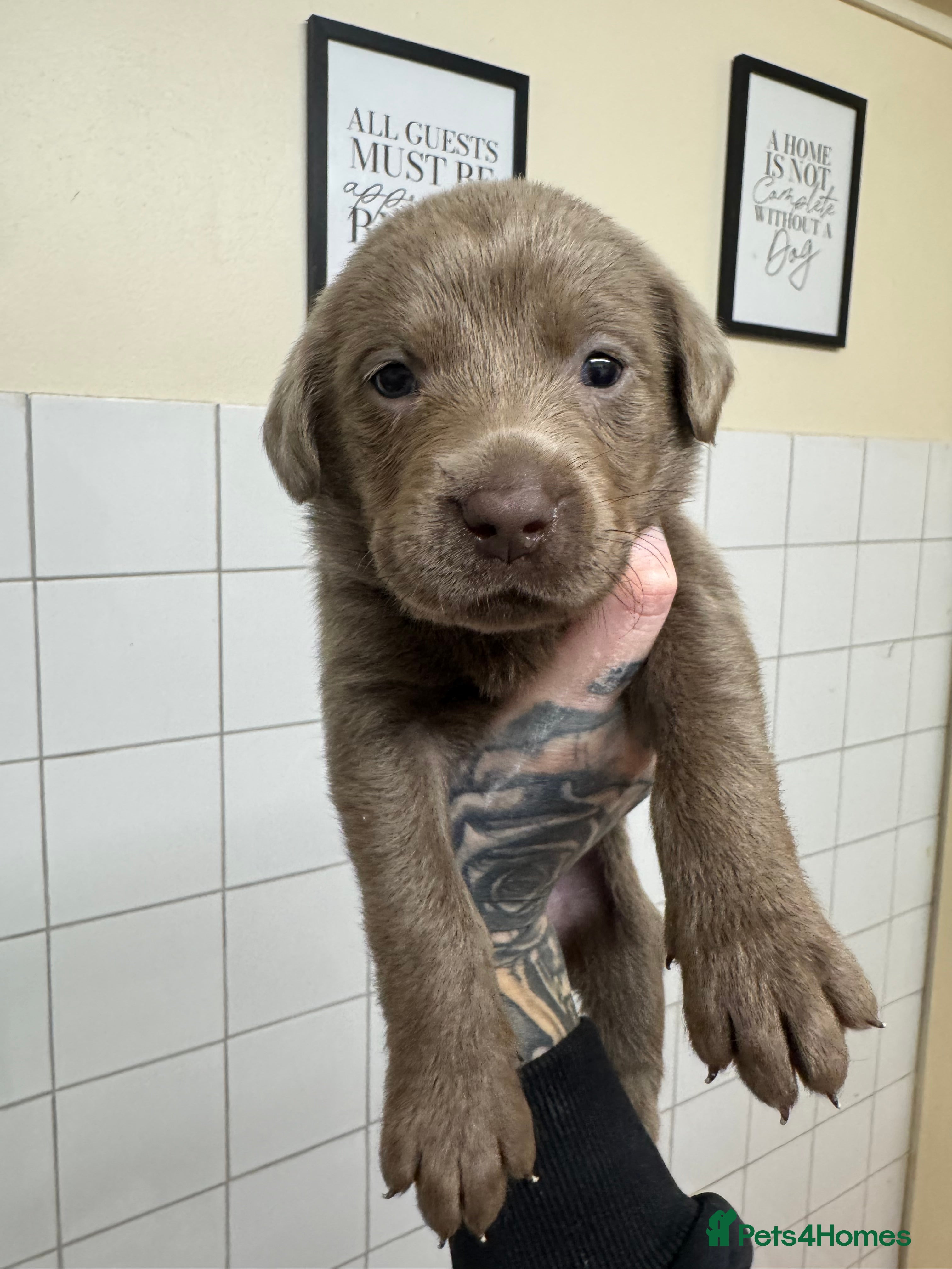 Labrador Retriever dogs for sale: KC registered Silver Labrador puppies  - Advert 11