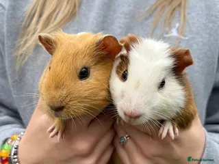 Guinea Pig rodents Stunning smooth coat boars - Advert 2