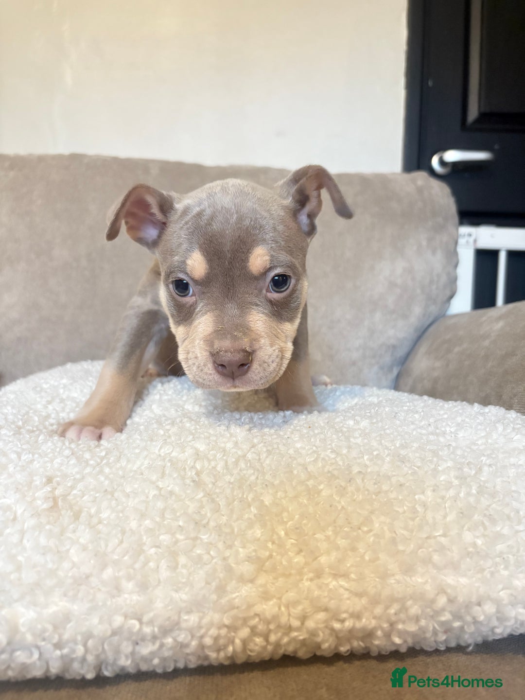 Mixed Breed dogs for sale: CaneCorso X Bully puppy’s  - Advert 11