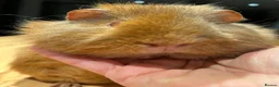 Guinea Pig rodents for sale: Lovely Teddy Rex ginger male guinea pig 5 months in Aylesbury - Advert 6