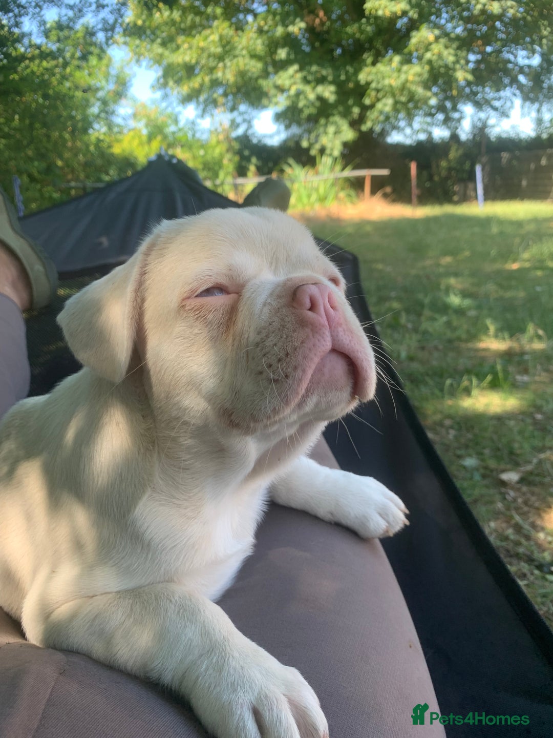 Mixed Breed dogs for sale: Bested boy that ever was Rare Pink Minibull boy  - Image 6