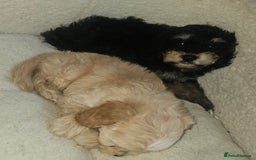 Cockapoo dogs for sale: Beautiful cockapoo babies!  - Image 3