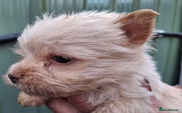 Cairn Terrier dogs for sale: Cracking litter of Cairn terriers - Image 4
