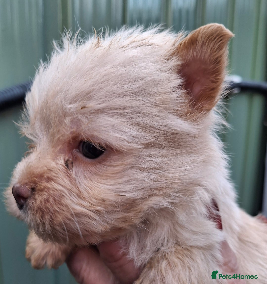 Cairn Terrier dogs for sale: Cracking litter of Cairn terriers - Image 4