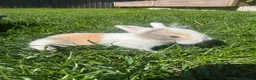 Mini Lop rabbits for sale: Beautiful coloured mini lops - Advert 1