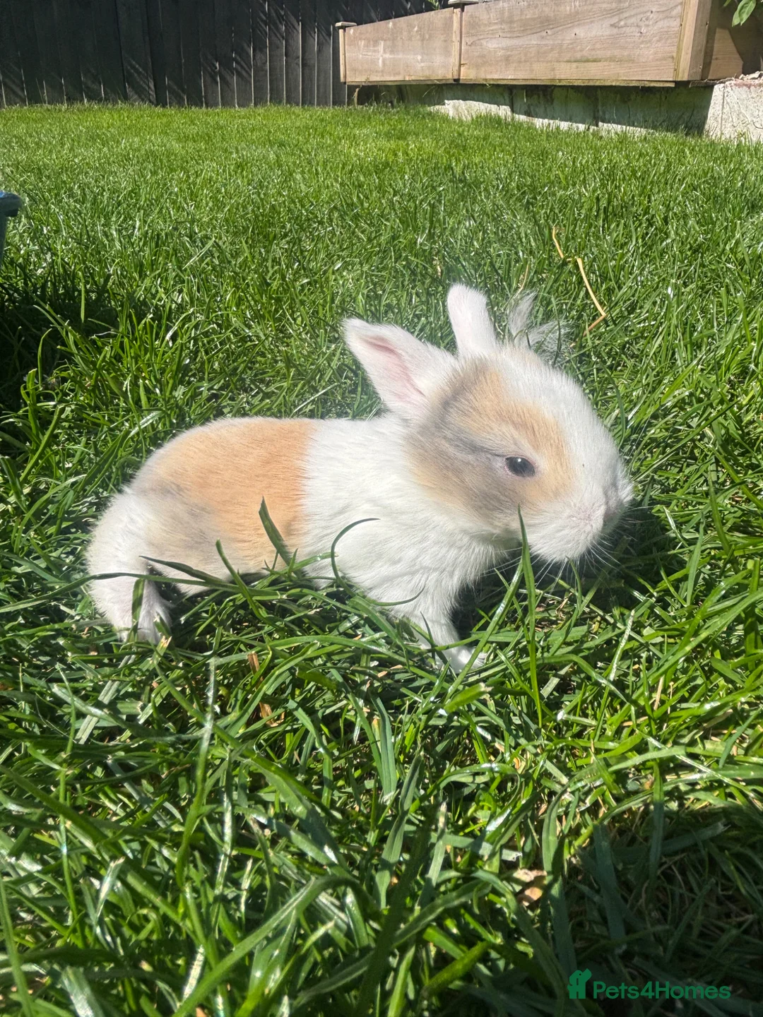Mini Lop rabbits for sale: Beautiful coloured mini lops - Advert 1