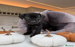 Cane Corso dogs for sale: Beautiful Cane Corso Puppies - Image 20