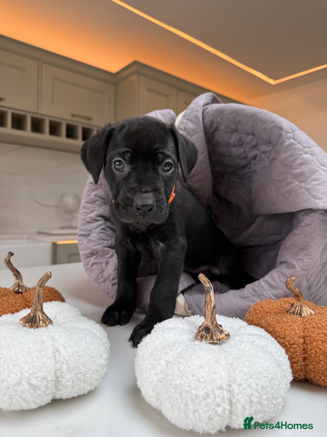 Cane Corso dogs for sale: Beautiful Cane Corso Puppies - Image 20