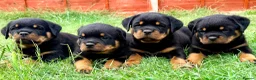 Rottweiler dogs for sale: Beautiful Rottweiler Puppies  in Chessington - Advert 7