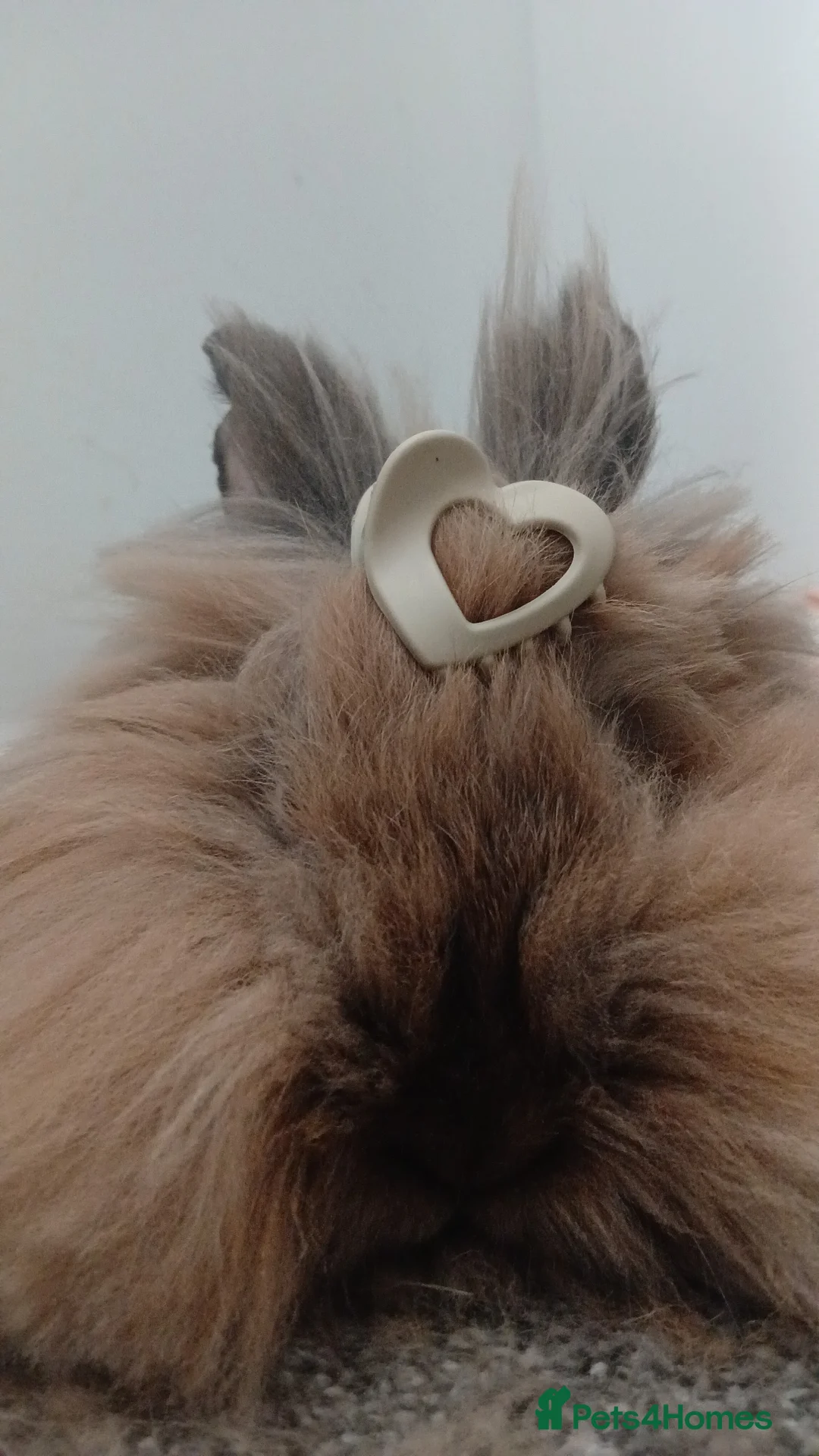 Lionhead rabbits for sale: Female lionhead in Gloucester - Advert 2
