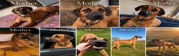 Rhodesian Ridgeback dogs for sale: Bred for beauty. Build and temperament. in Market Drayton - Advert 4