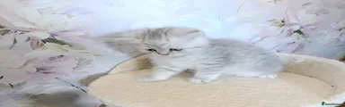 Kitten 1