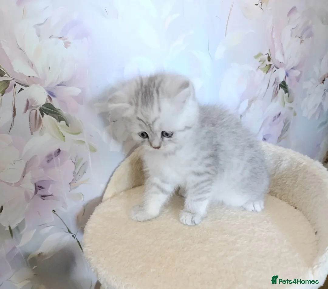 British Shorthair cats for sale: British Shorthair kitten - Advert 13