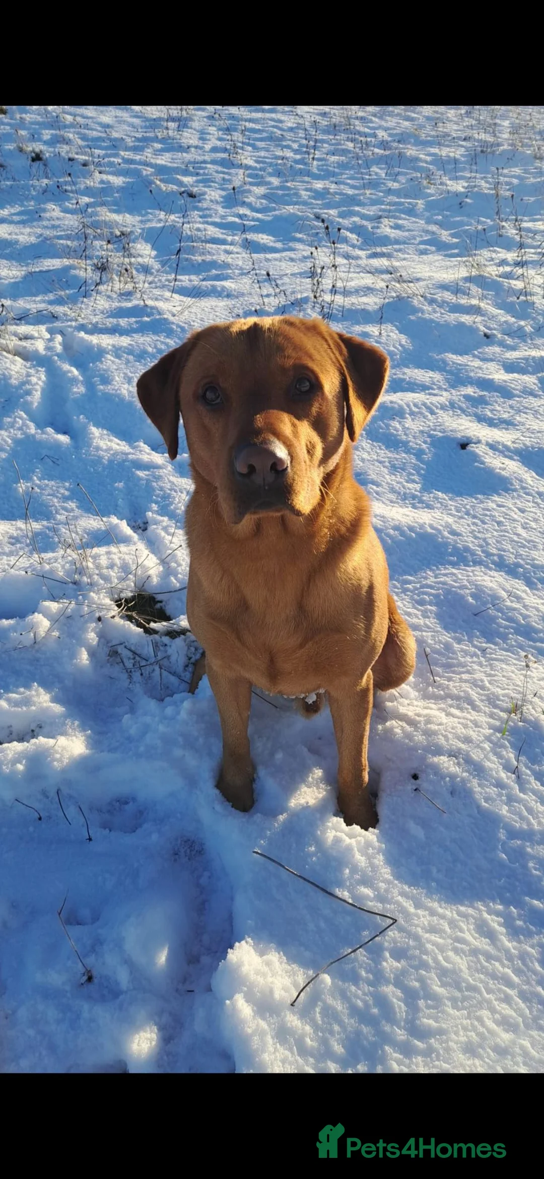 Labrador Retriever dogs for sale: Stunning labrador puppies in Ashbourne - Advert 10