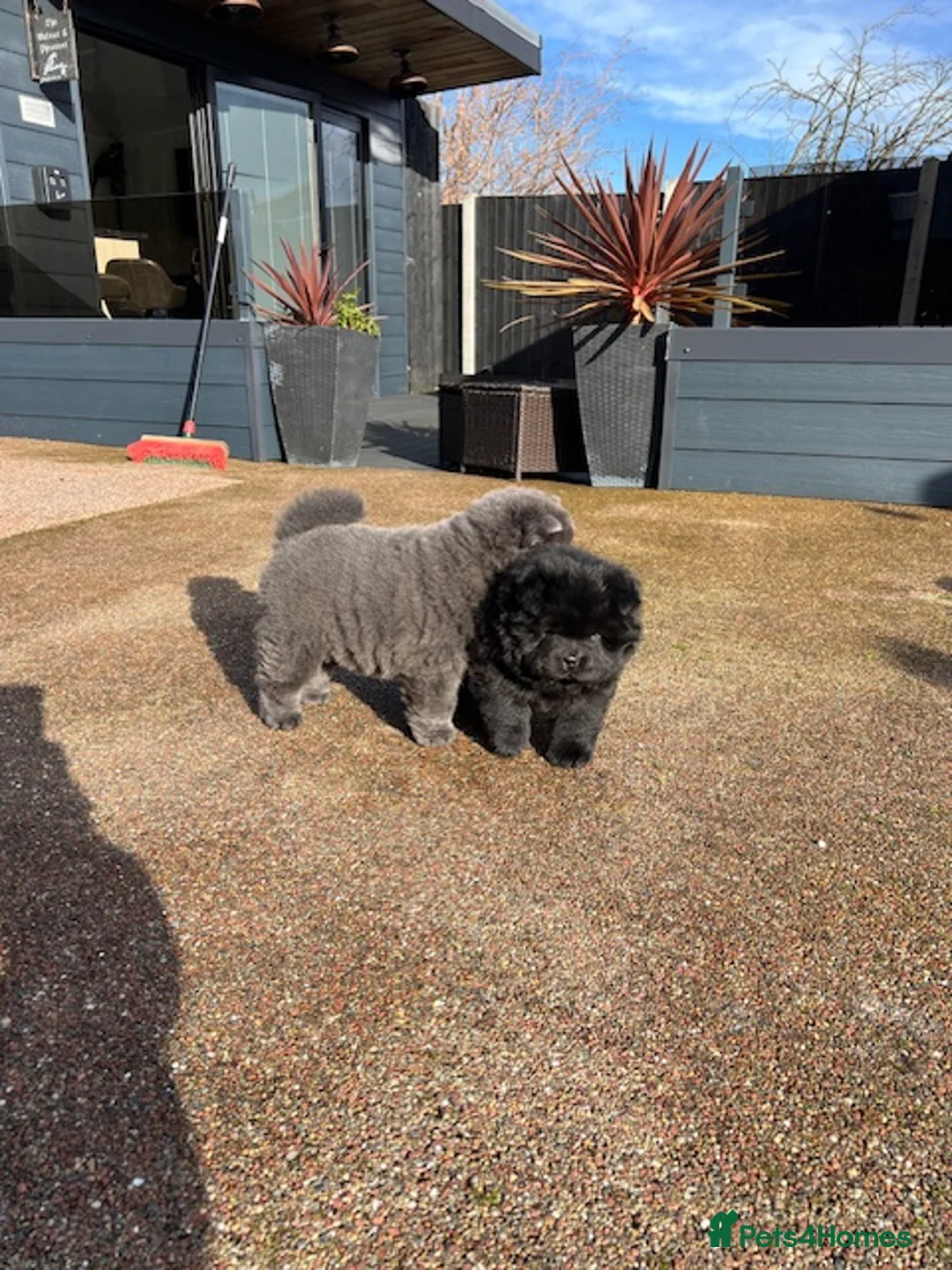 Chow Chow dogs for sale: Chow Chow Puppies - Advert 7