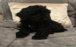 Cockapoo dogs for sale: Cockapoo Puppies - Advert 7