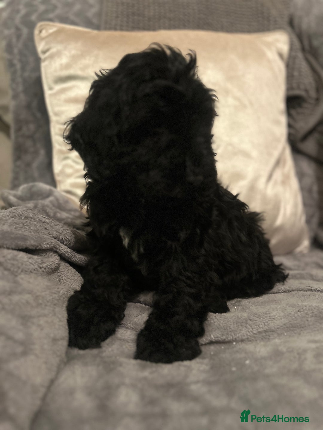 Cockapoo dogs for sale: Cockapoo Puppies - Advert 7