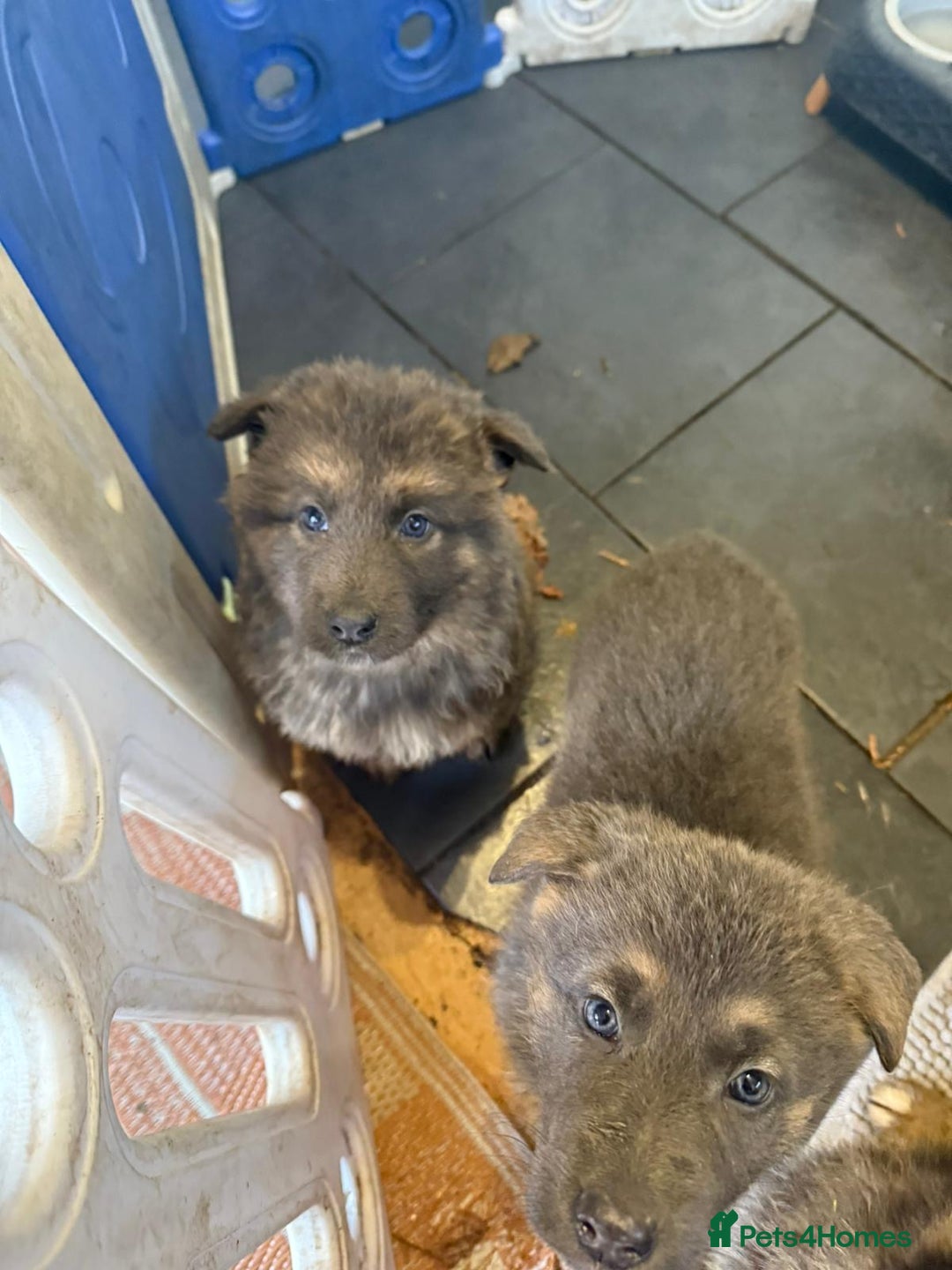 German Shepherd dogs for sale: German shepherd puppies - Advert 7