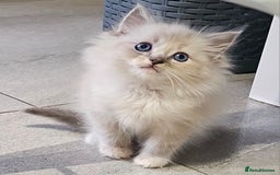 Ragdoll cats for sale: Stunning ragdoll kittens  - Image 14