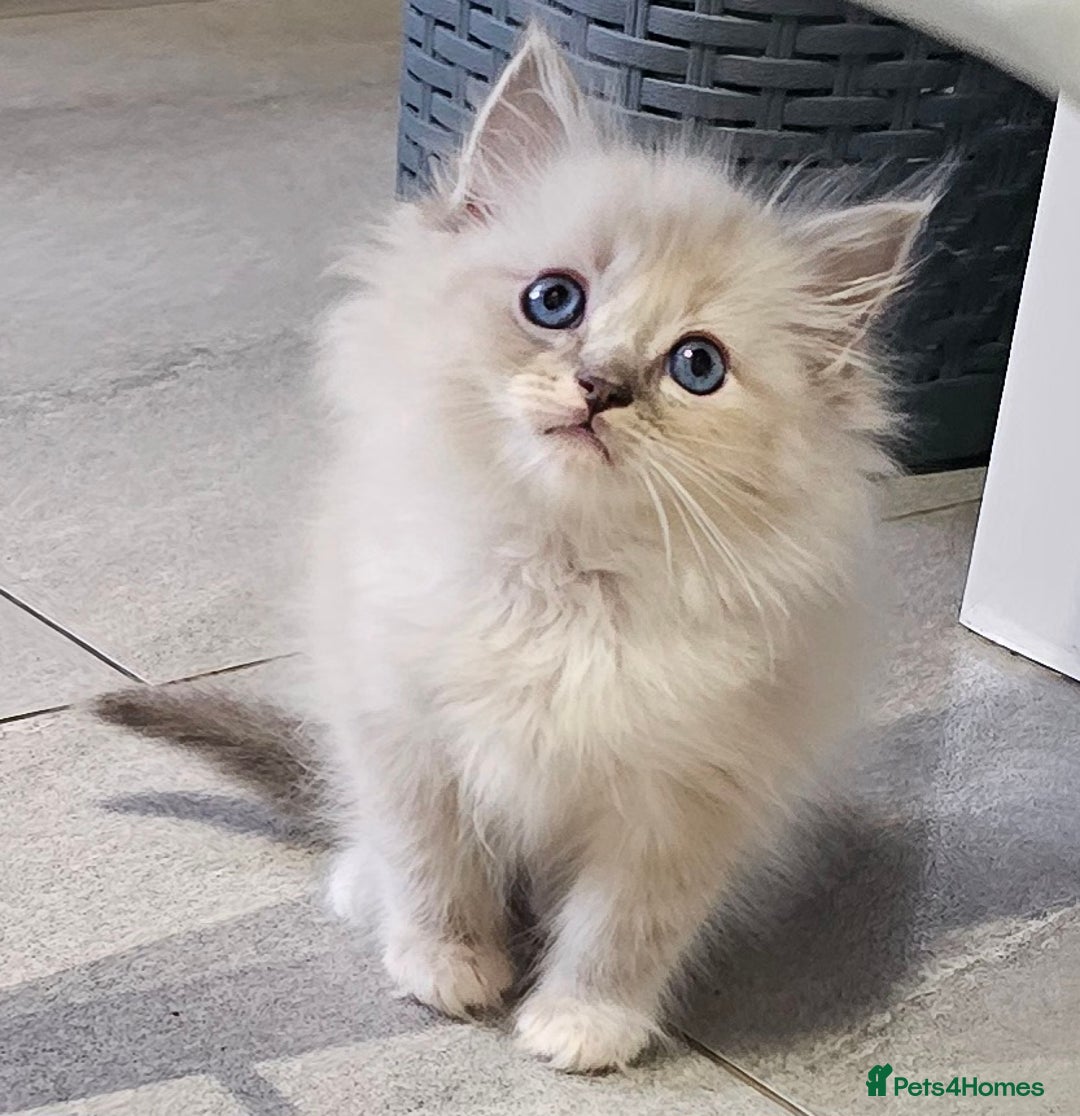 Ragdoll cats for sale: Stunning ragdoll kittens  - Image 14