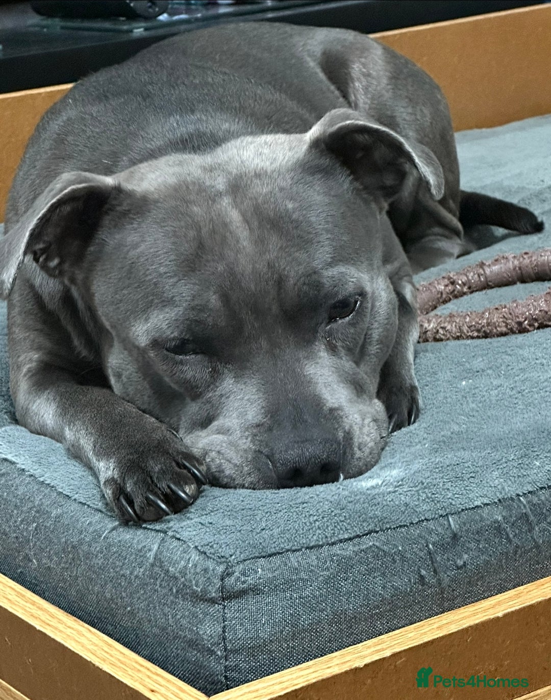 Staffordshire Bull Terrier dogs for sale: KC Registered Mr T & Luminastaffs Puppies - Image 31