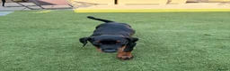 Dobermann dogs for sale: READY TO COLLET NOW | RKC DOBERMAN | CHAMPION LINE - Advert 21