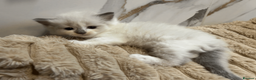 Ragdoll cats for sale: Pure Ragdoll Kittens - Advert 6