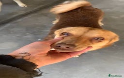 Mixed Breed dogs for adoption: Myrtle, 2-3 years old. Reserved stc. in Brixham - Image 12